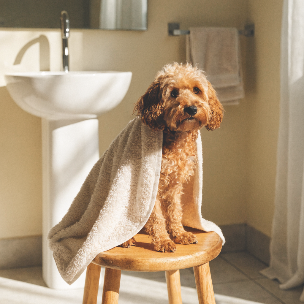 Fresh clean dog